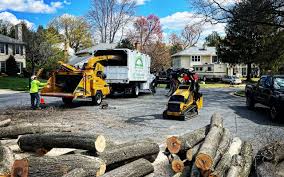 Reliable Rochester, NH Tree Care Solutions